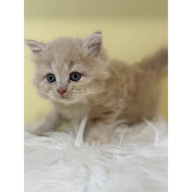 販売中の埼玉県のサイベリアン-135467の4枚目