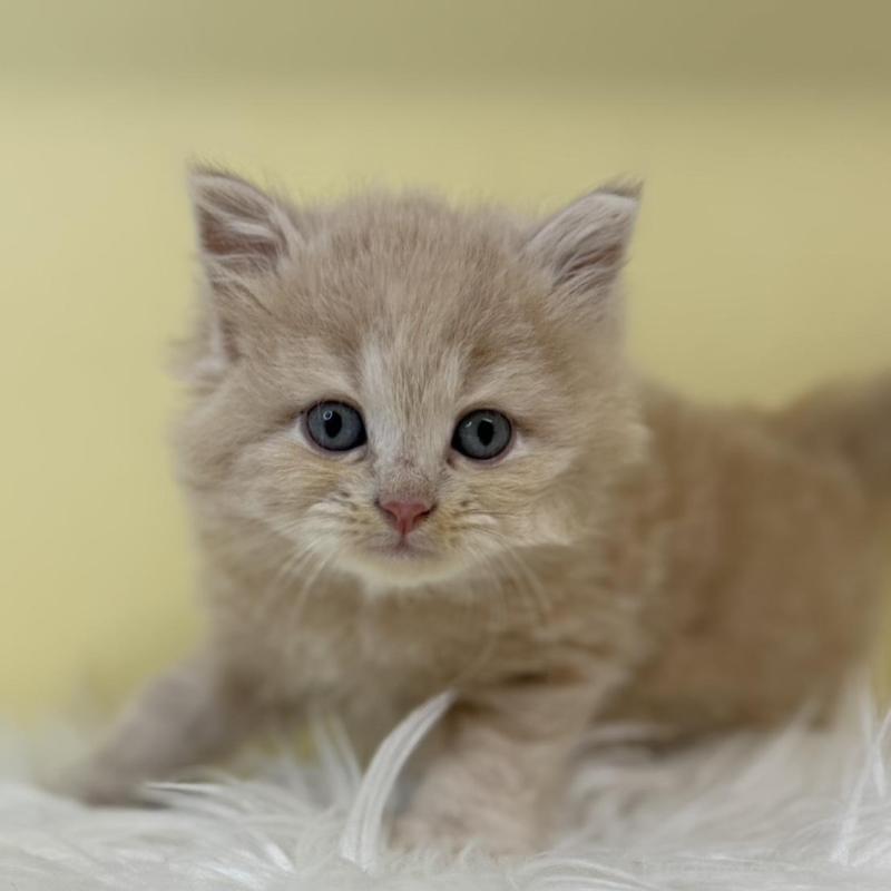 販売中の埼玉県のサイベリアン-135467の1枚目