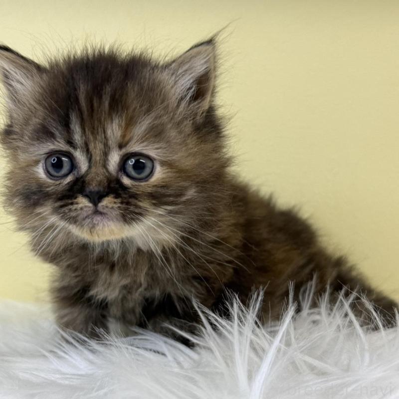 販売中の埼玉県のマンチカン-135501の4枚目