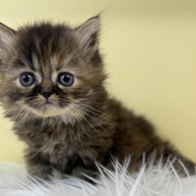 販売中の埼玉県のマンチカン-135501の3枚目