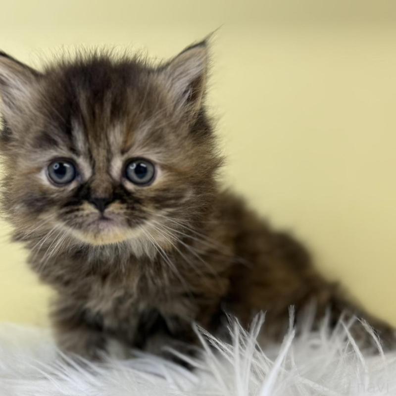 販売中の埼玉県のマンチカン-135501の2枚目