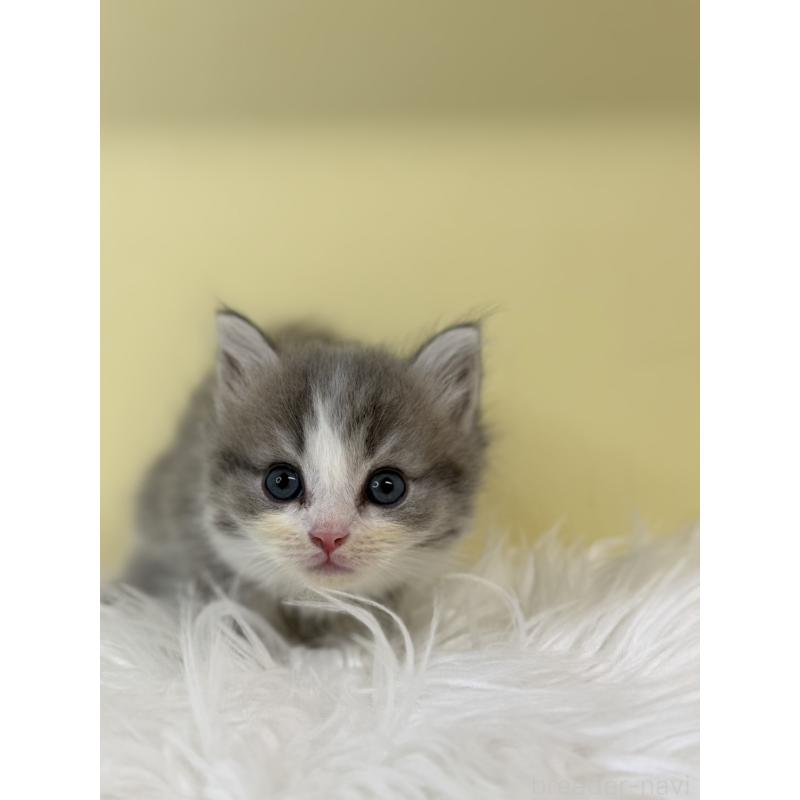 販売中の埼玉県のサイベリアン-135479の4枚目