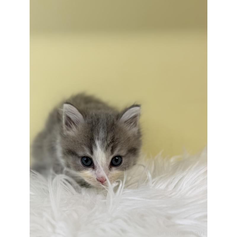 販売中の埼玉県のサイベリアン-135479の2枚目