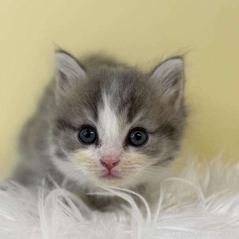 販売中の埼玉県のサイベリアン-135479の1枚目