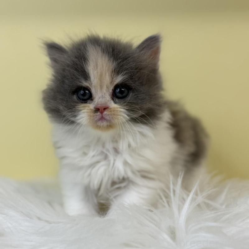 販売中の埼玉県のラガマフィン-135500