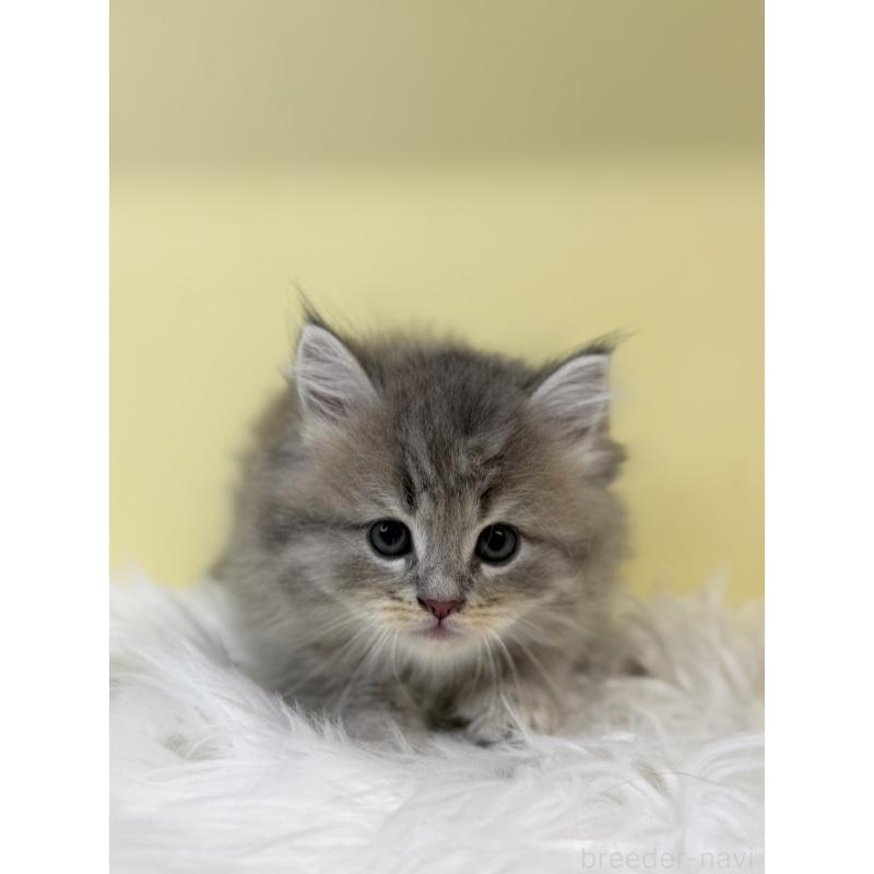 販売中の埼玉県のサイベリアン-135480の3枚目