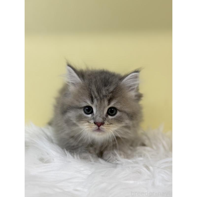 販売中の埼玉県のサイベリアン-135480の2枚目