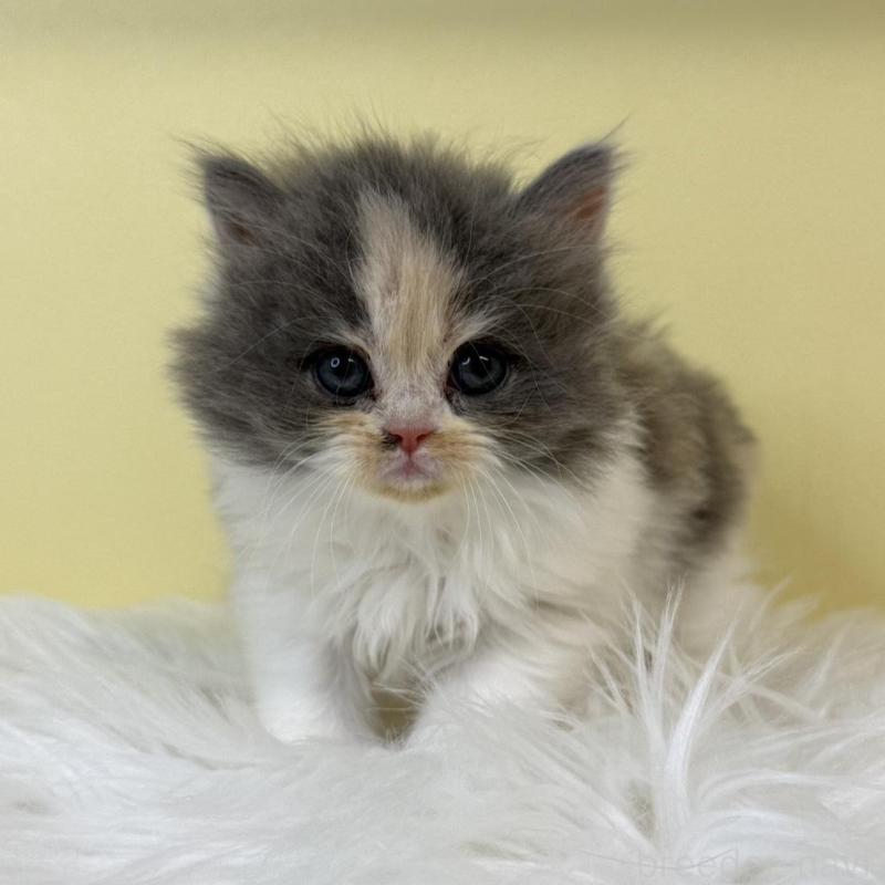 販売中の埼玉県のラガマフィン-135500の4枚目