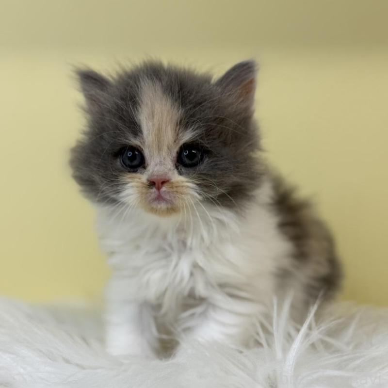 販売中の埼玉県のラガマフィン-135500の3枚目