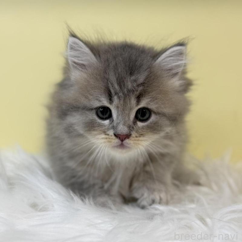 販売中の埼玉県のサイベリアン-135480の1枚目