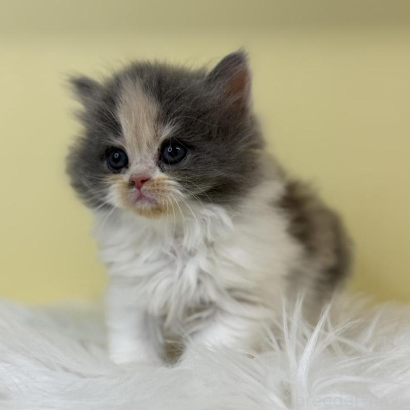 販売中の埼玉県のラガマフィン-135500の2枚目