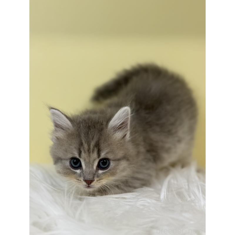 販売中の埼玉県のサイベリアン-135481の4枚目