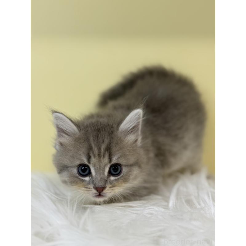 販売中の埼玉県のサイベリアン-135481の3枚目