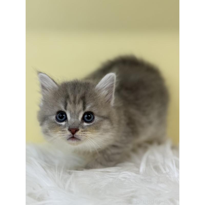 販売中の埼玉県のサイベリアン-135481の2枚目