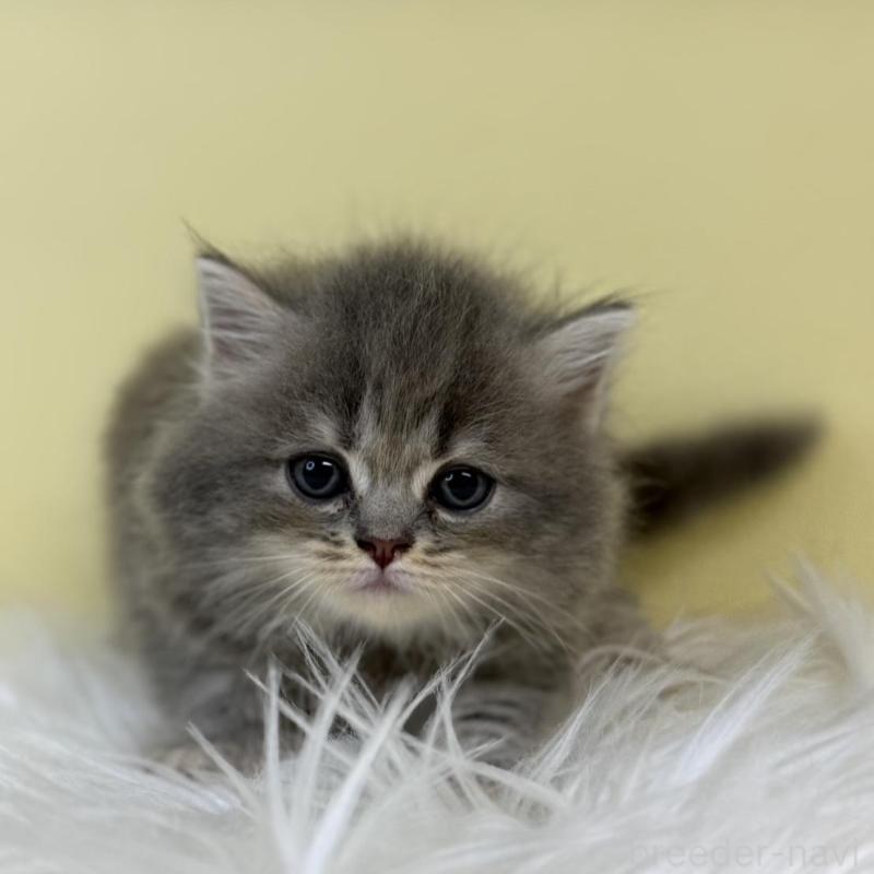 販売中の埼玉県のラガマフィン-135499