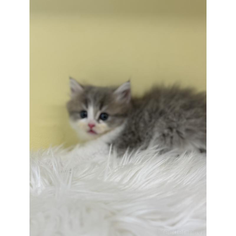 販売中の埼玉県のサイベリアン-135482の4枚目