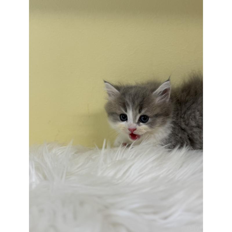 販売中の埼玉県のサイベリアン-135482の2枚目