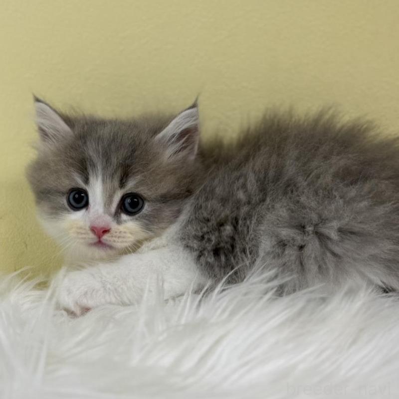 販売中の埼玉県のサイベリアン-135482の1枚目