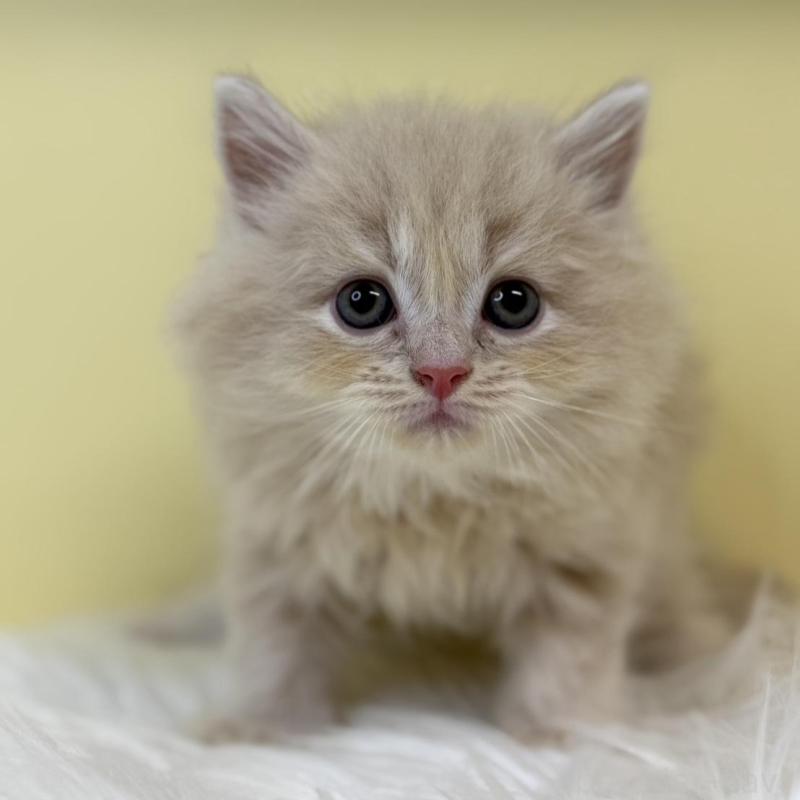 販売中の埼玉県のラガマフィン-135496の3枚目