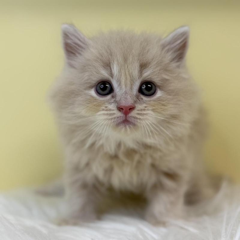 販売中の埼玉県のラガマフィン-135496の2枚目