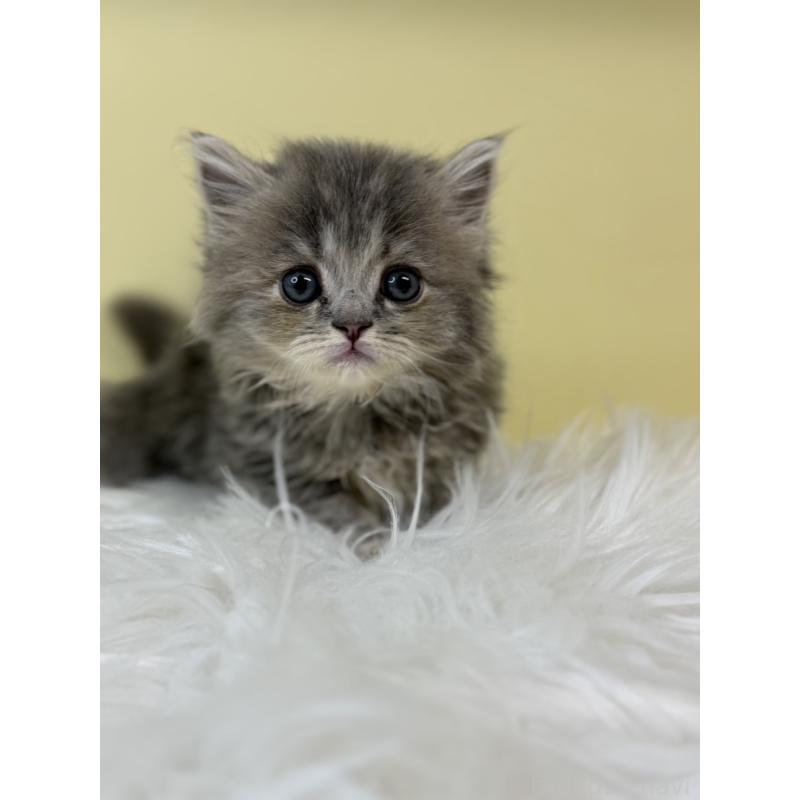 販売中の埼玉県のサイベリアン-135485の4枚目