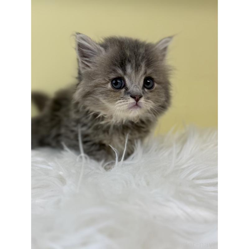 販売中の埼玉県のサイベリアン-135485の2枚目