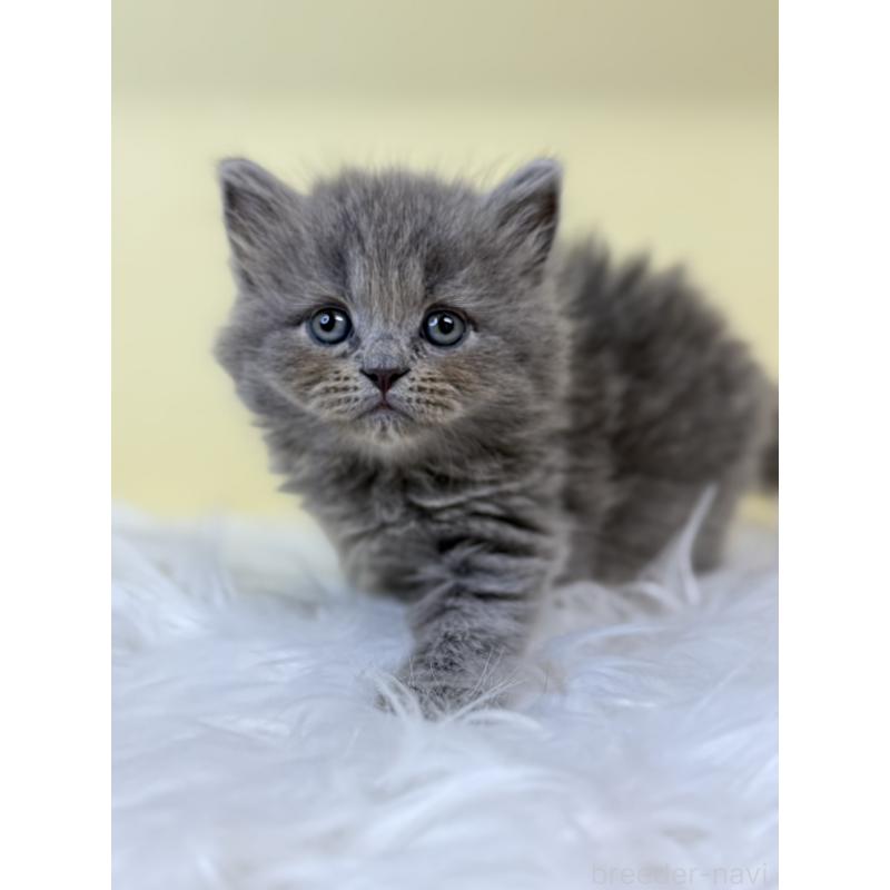 販売中の埼玉県のサイベリアン-135487の4枚目