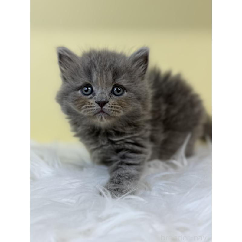 販売中の埼玉県のサイベリアン-135487の3枚目