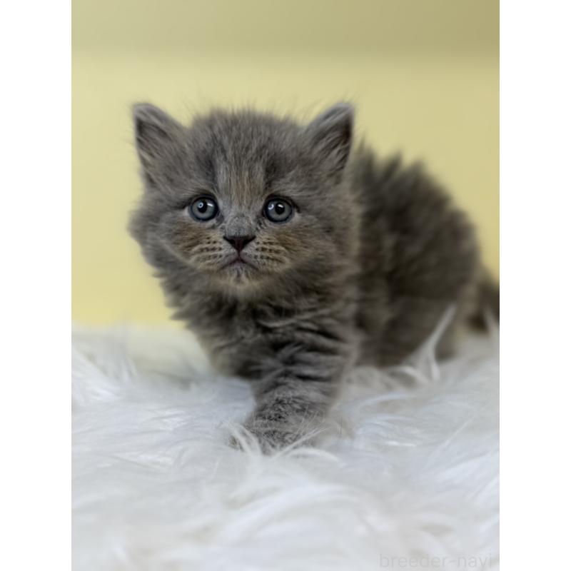 販売中の埼玉県のサイベリアン-135487の2枚目