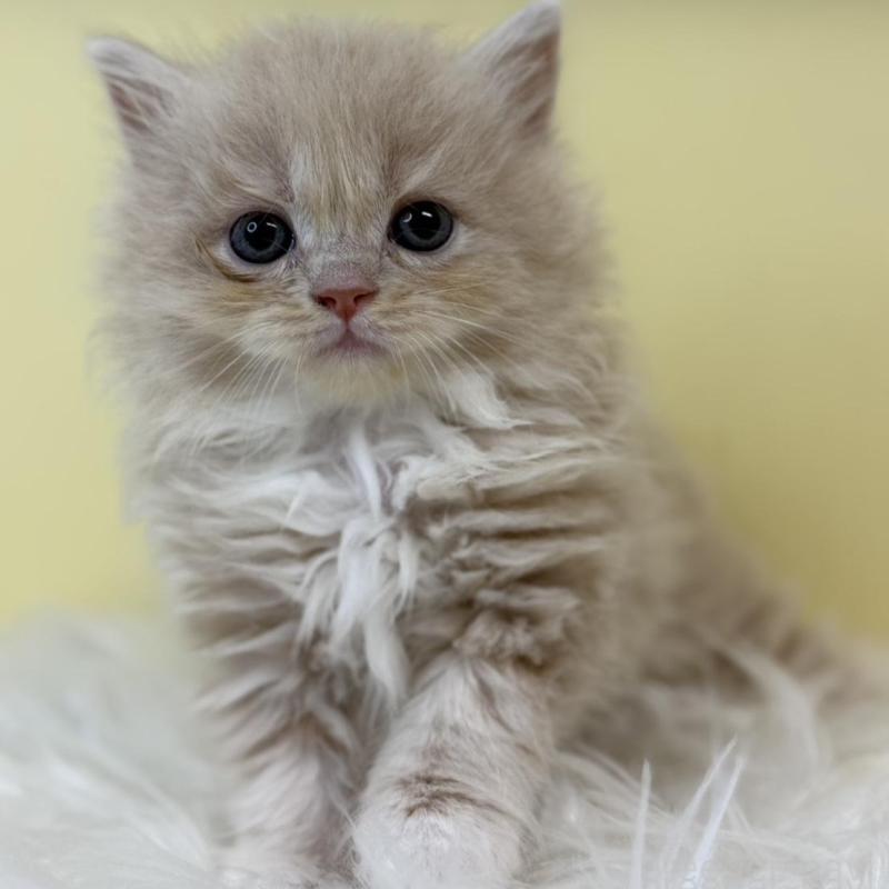 販売中の埼玉県のラガマフィン-135495の4枚目