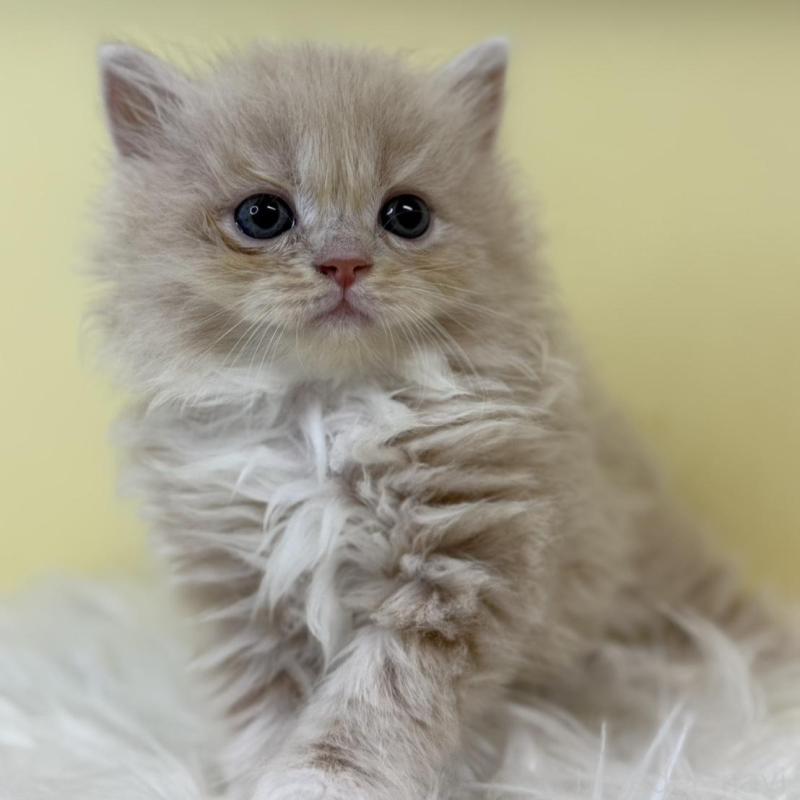 販売中の埼玉県のラガマフィン-135495の1枚目