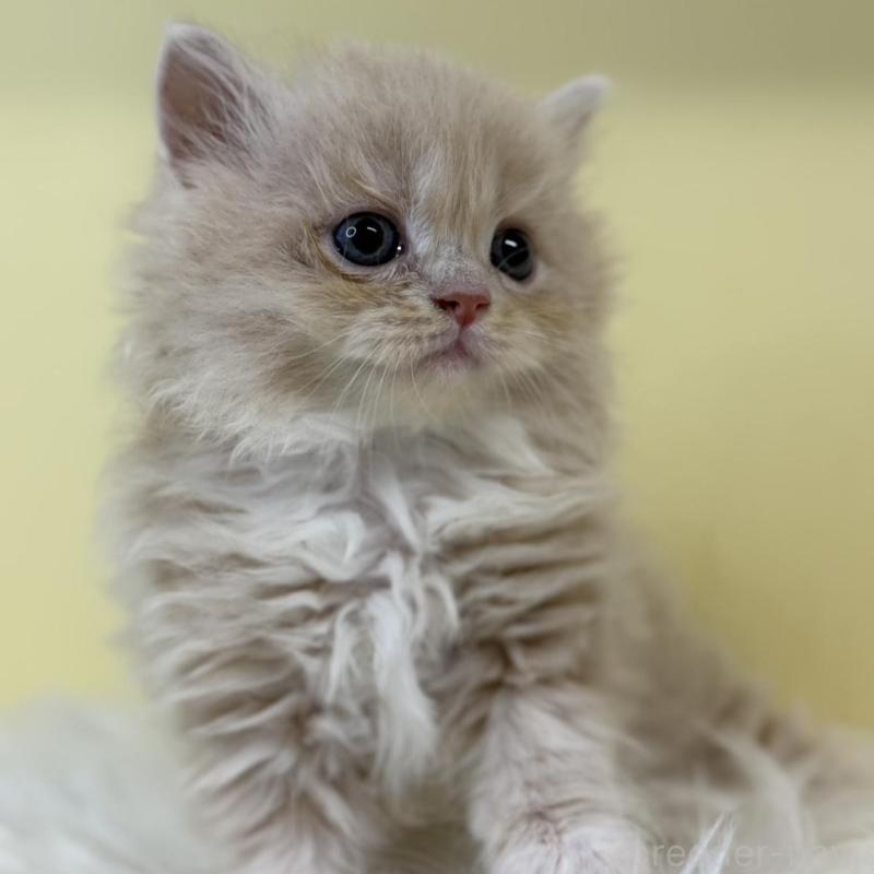 販売中の埼玉県のラガマフィン-135495の2枚目