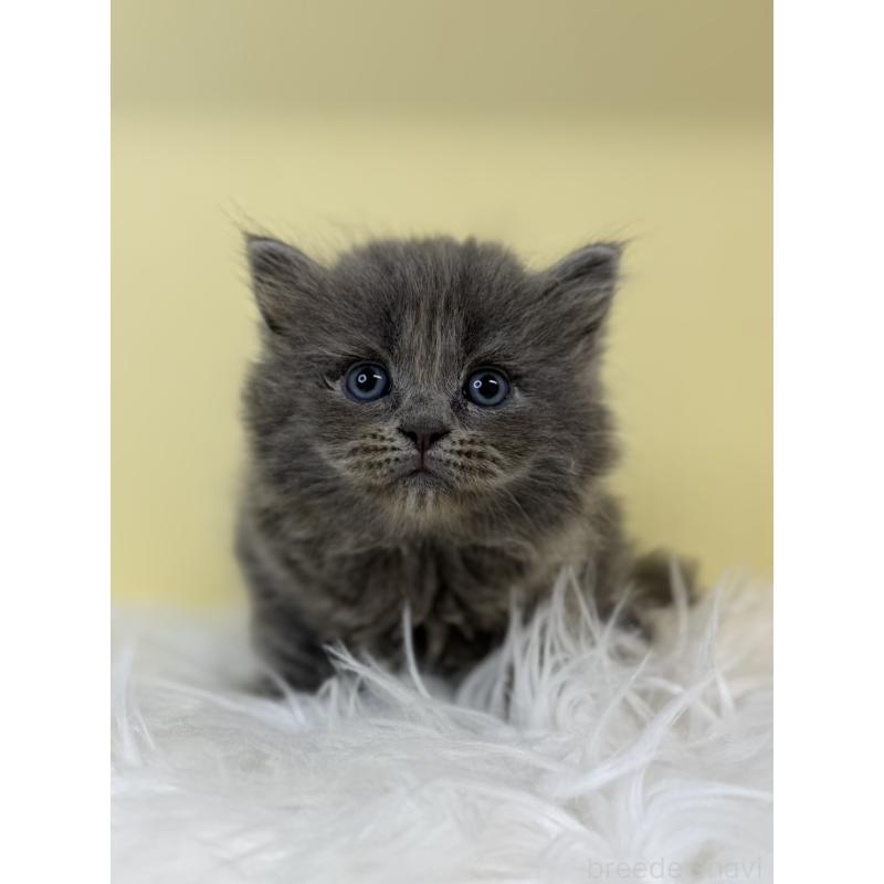 販売中の埼玉県のサイベリアン-135488の3枚目