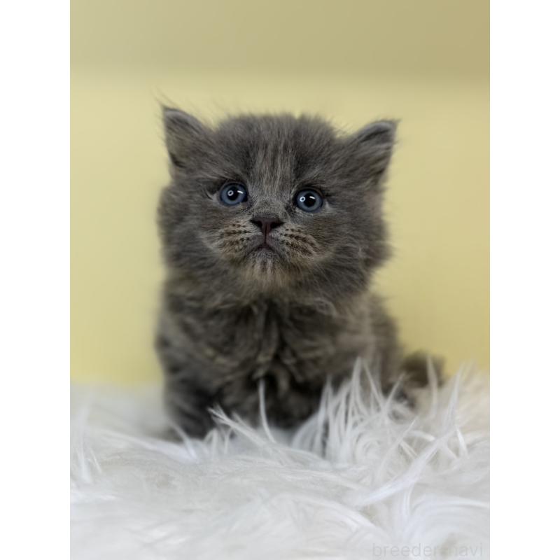 販売中の埼玉県のサイベリアン-135488の2枚目