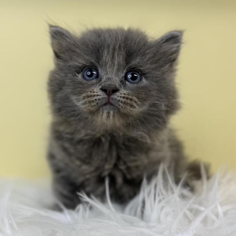 販売中の埼玉県のサイベリアン-135488の1枚目