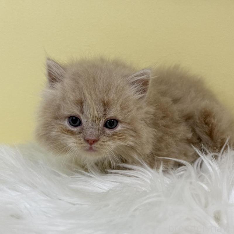 販売中の埼玉県のラガマフィン-135494の1枚目