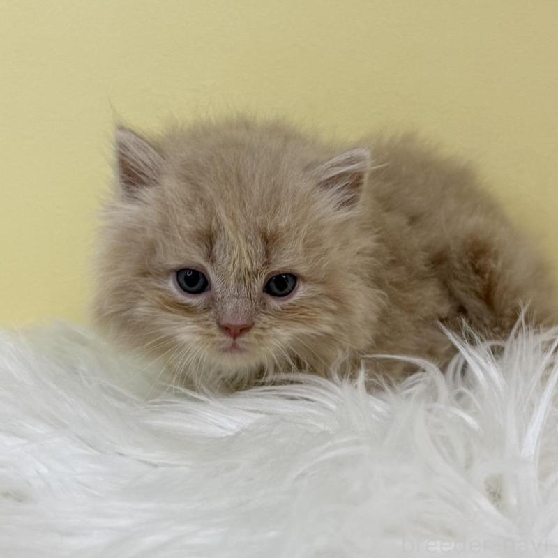 販売中の埼玉県のラガマフィン-135494の4枚目