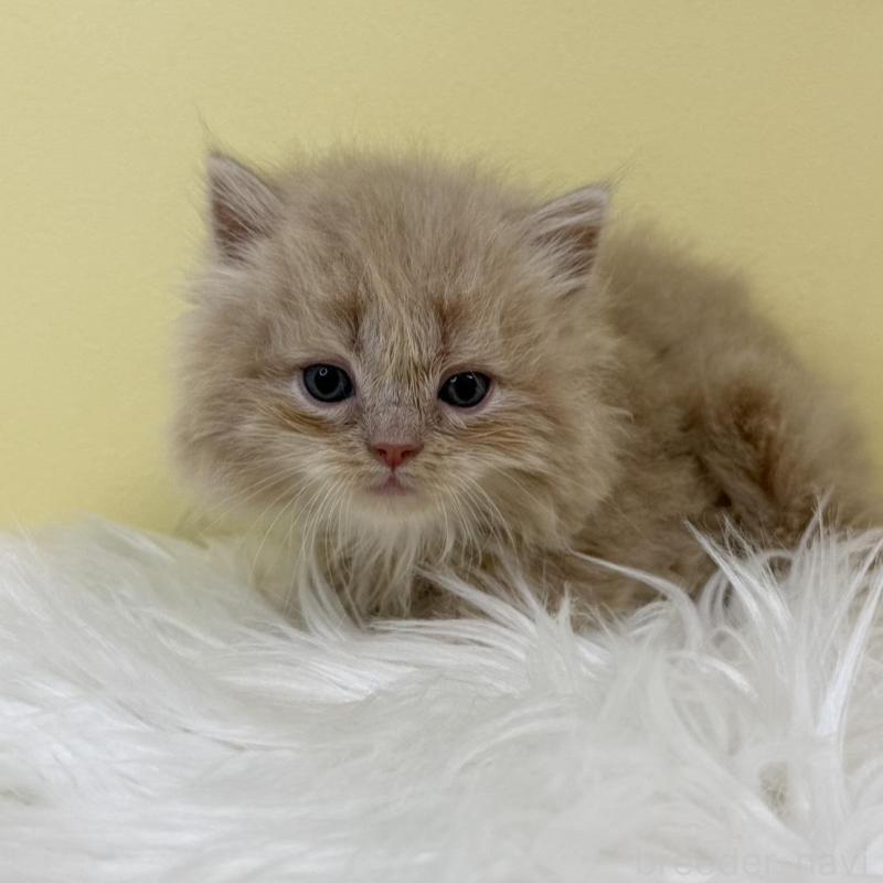 販売中の埼玉県のラガマフィン-135494の3枚目