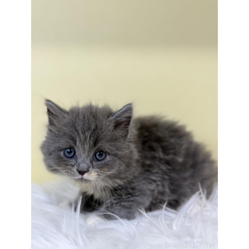 販売中の埼玉県のサイベリアン-135489の4枚目