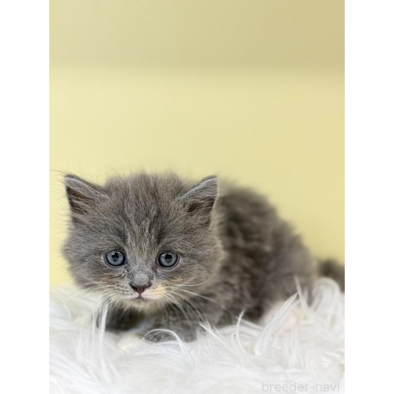 販売中の埼玉県のサイベリアン-135489の3枚目