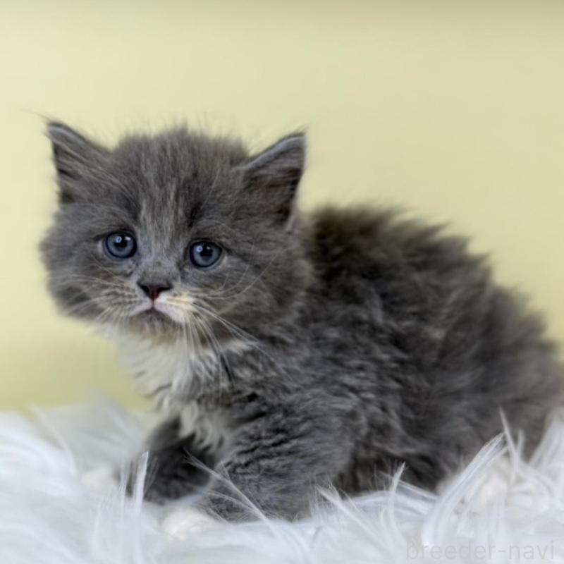 販売中の埼玉県のサイベリアン-135489の1枚目