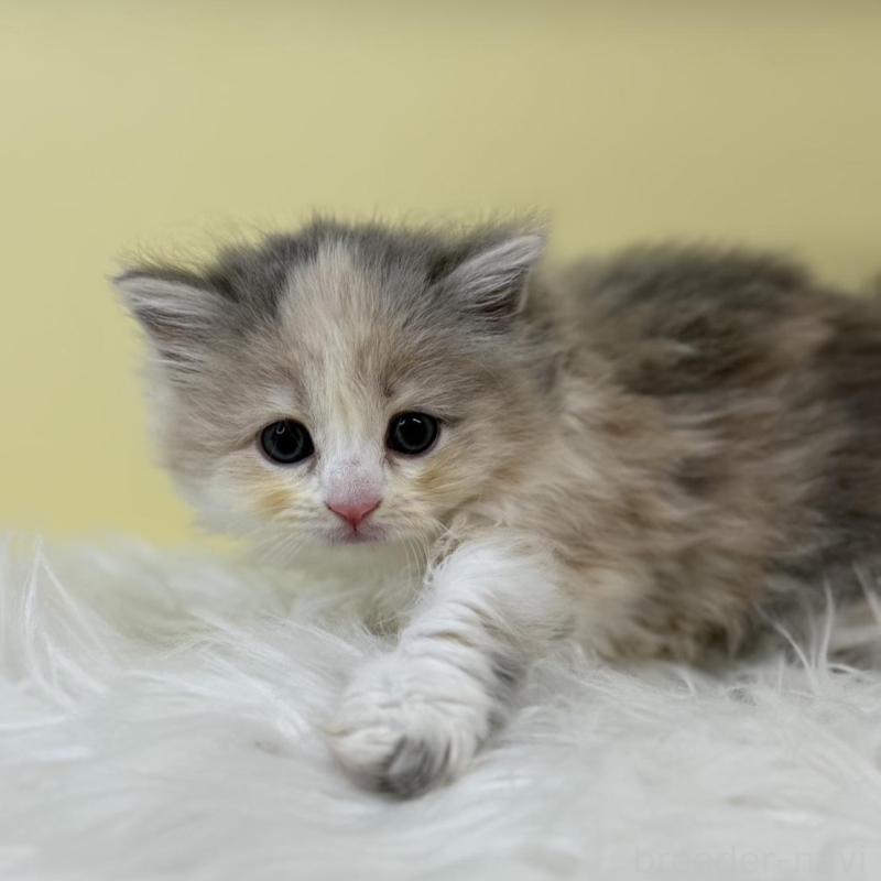 販売中の埼玉県のサイベリアン-135493の4枚目