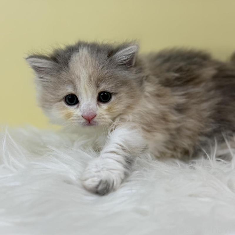 販売中の埼玉県のサイベリアン-135493の3枚目