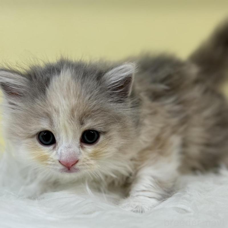 販売中の埼玉県のサイベリアン-135493の1枚目