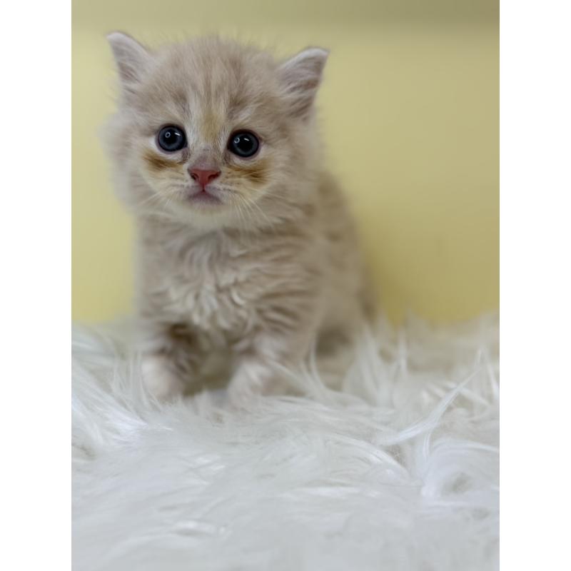 販売中の埼玉県のサイベリアン-135490の4枚目