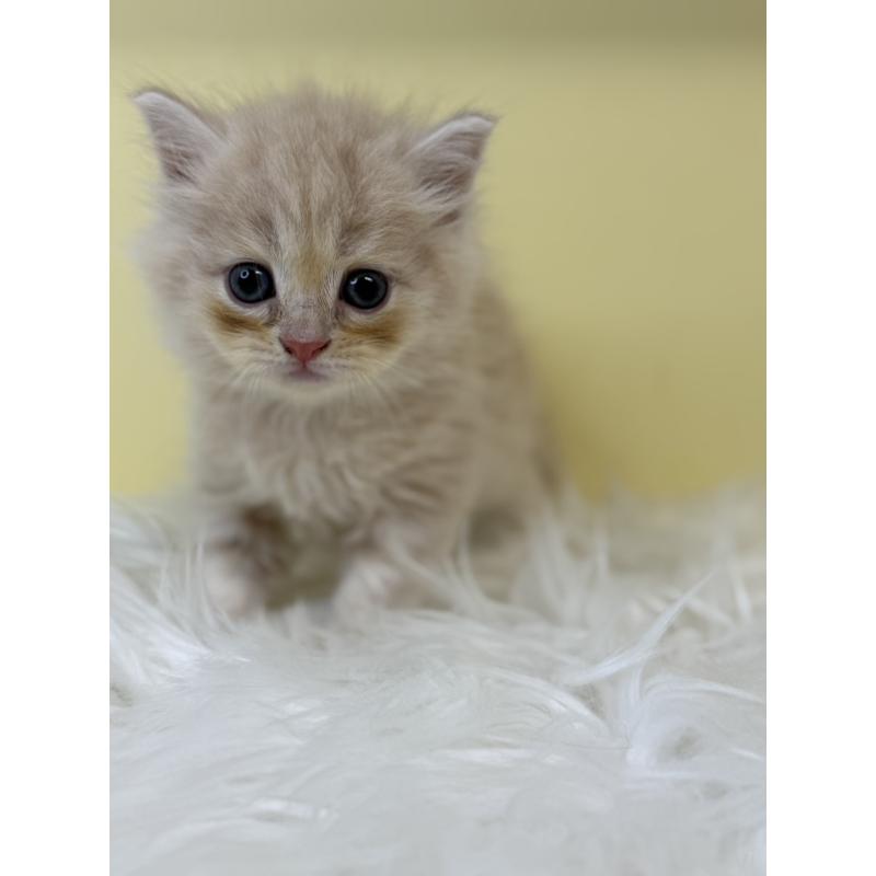 販売中の埼玉県のサイベリアン-135490の3枚目