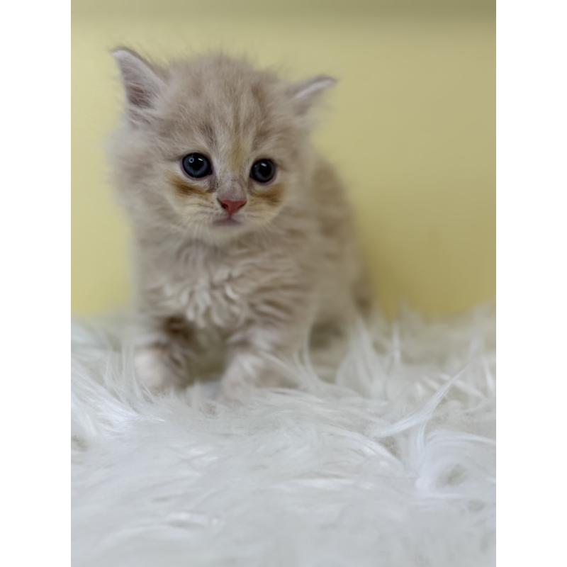 販売中の埼玉県のサイベリアン-135490の2枚目