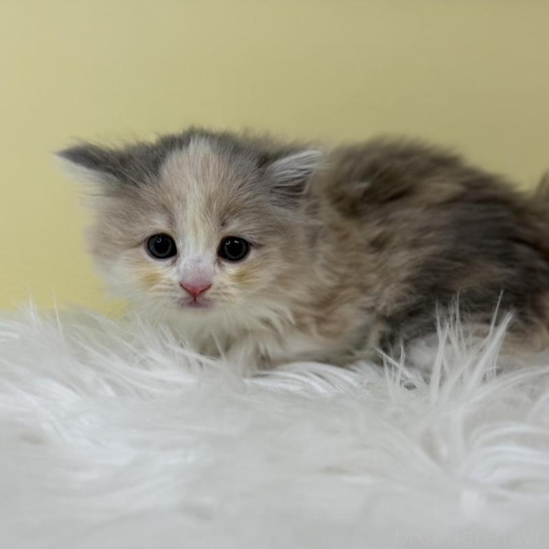 販売中の埼玉県のサイベリアン-135493の2枚目