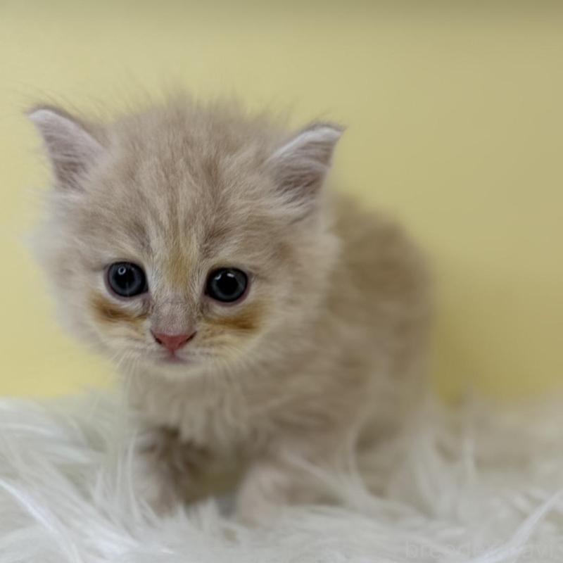 販売中の埼玉県のサイベリアン-135490の1枚目