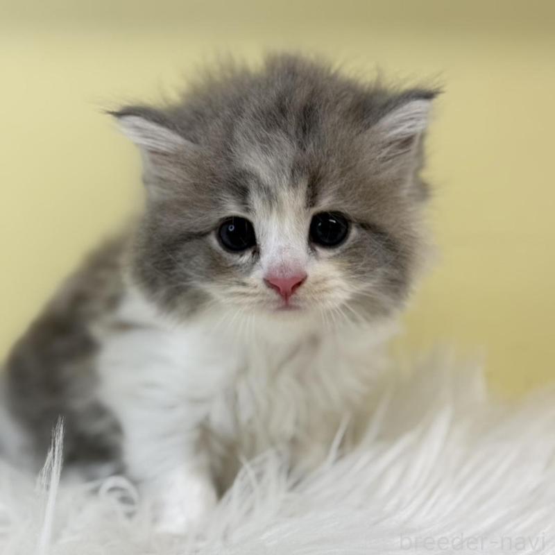 販売中の埼玉県のサイベリアン-135492の1枚目